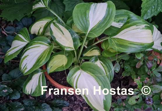 Hosta Parthenon